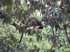 Paradoxurus musangus