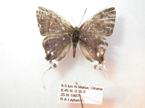 Hypolycaena nigra image