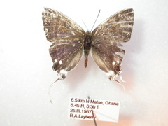 Hypolycaena nigra