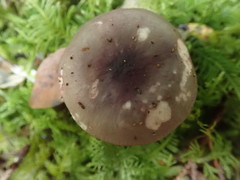 Russula olivacea
