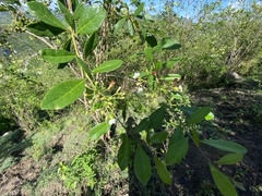 Bourreria virgata