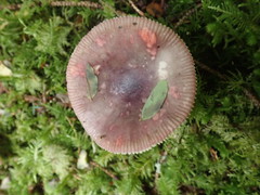 Russula olivacea