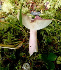Russula olivacea