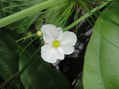 Echinodorus grisebachii