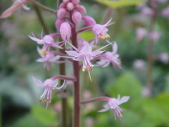Tiarella polyphylla
