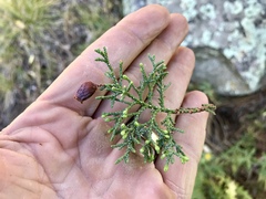 Walshomyia juniperina