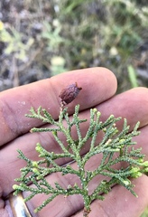 Walshomyia juniperina