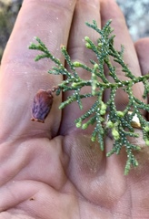 Walshomyia juniperina