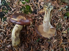 Suillus punctatipes