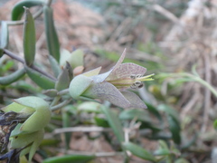 Kalanchoe beauverdii