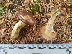Suillus punctatipes