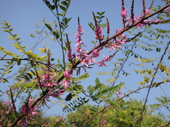 Indigofera cassioides