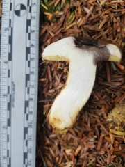 Suillus punctatipes