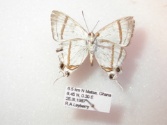 Hypolycaena nigra