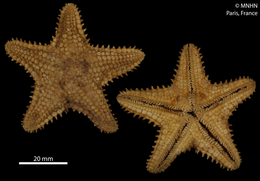 Sheriff-badge Sea Star