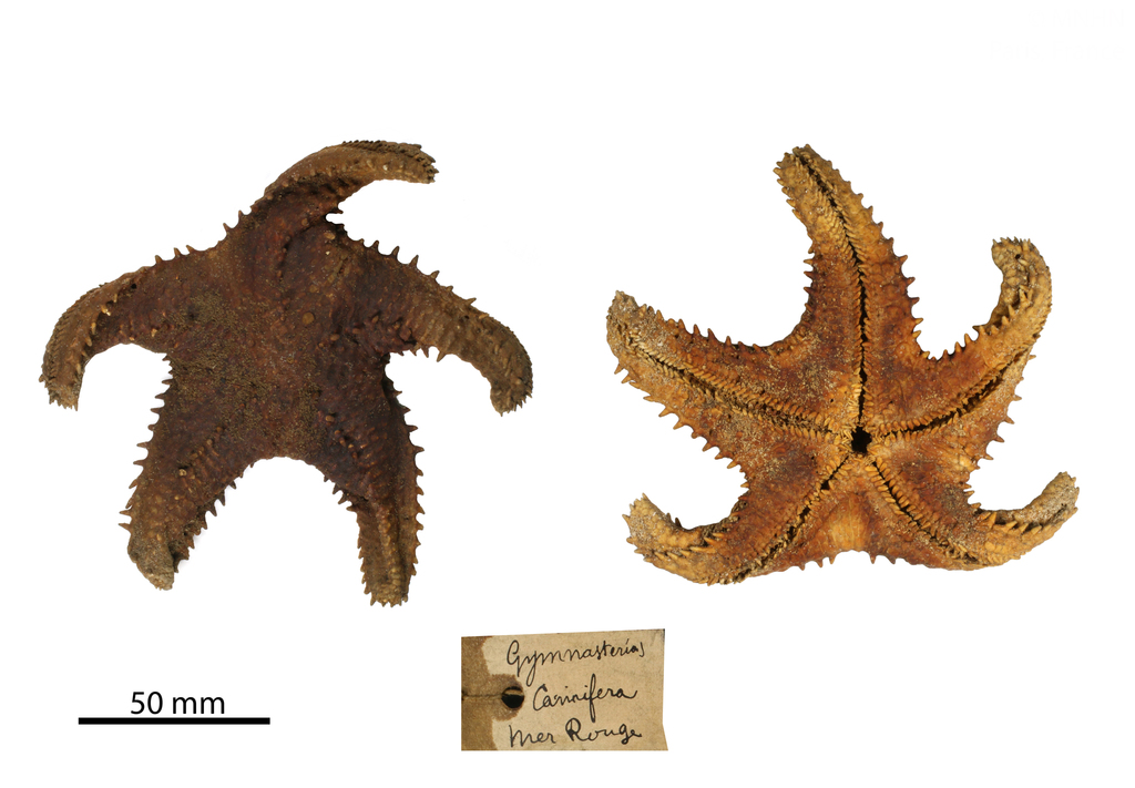 Sheriff-badge Sea Star