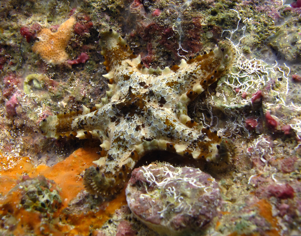 Sheriff-badge Sea Star