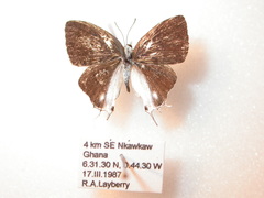 Hypolycaena