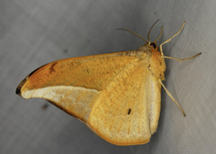 Oxydia augusta