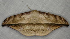 Oxydia augusta