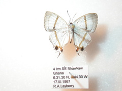 Hypolycaena