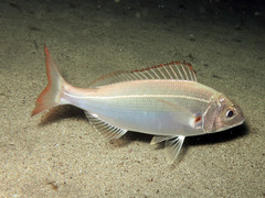 Pagellus acarne