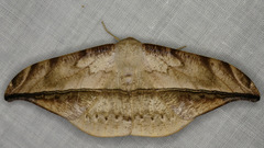 Oxydia augusta