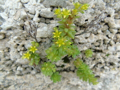 Sedum litoreum