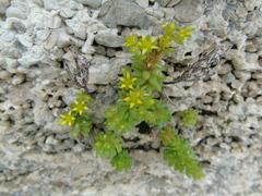 Sedum litoreum