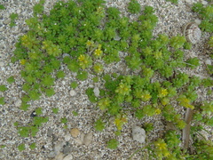 Sedum litoreum