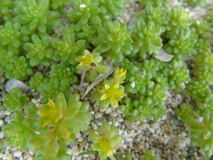 Sedum litoreum
