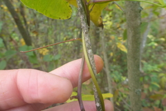 Dioscorea villosa