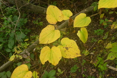 Dioscorea villosa