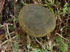 Lactarius olivaceoumbrinus