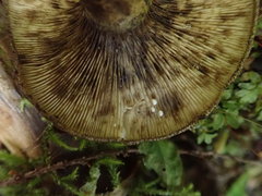 Lactarius olivaceoumbrinus