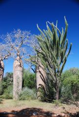 Didierea madagascariensis