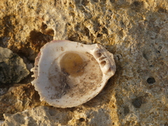 Spondylus gaederopus