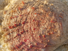 Spondylus gaederopus