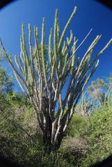 Didierea madagascariensis