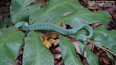 Tropidolaemus subannulatus