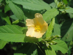 Sida cordifolioides