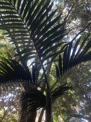 Dypsis lutescens