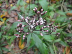 Eupatorium fortunei