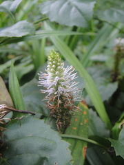 Veronicastrum stenostachyum
