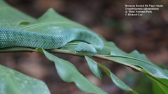 Tropidolaemus subannulatus