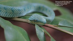 Tropidolaemus subannulatus
