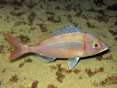 Pagellus erythrinus