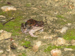 Leptodactylus fragilis