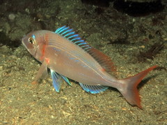 Pagellus erythrinus