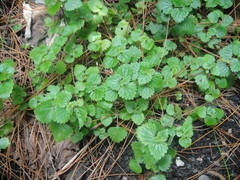 Nanocnide lobata